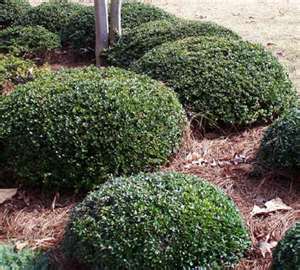 P R Landscaping Inc Landscape Plants A K Click On Image For