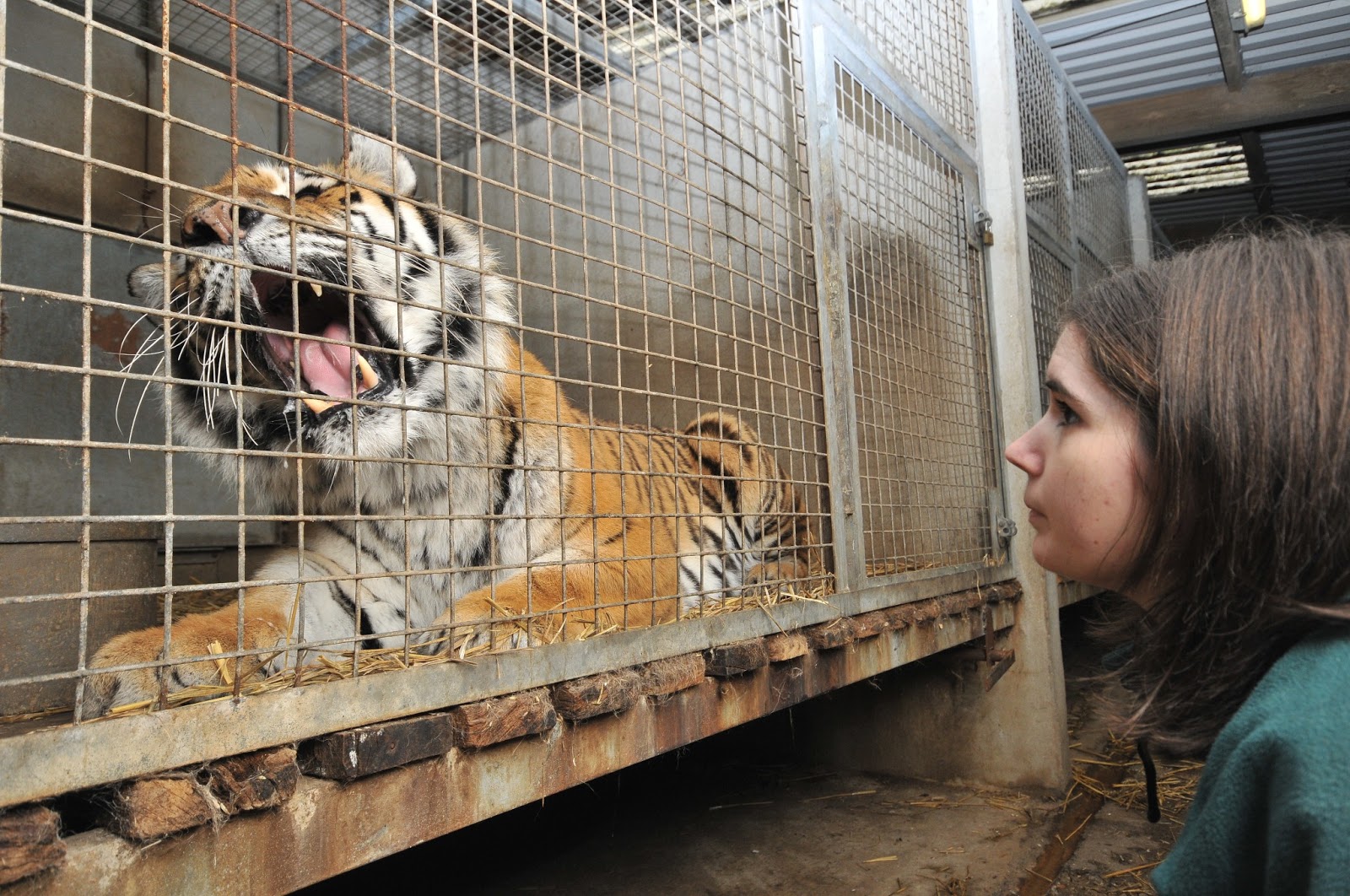 Dartmoor Zoo Behind the scenes with the big cats