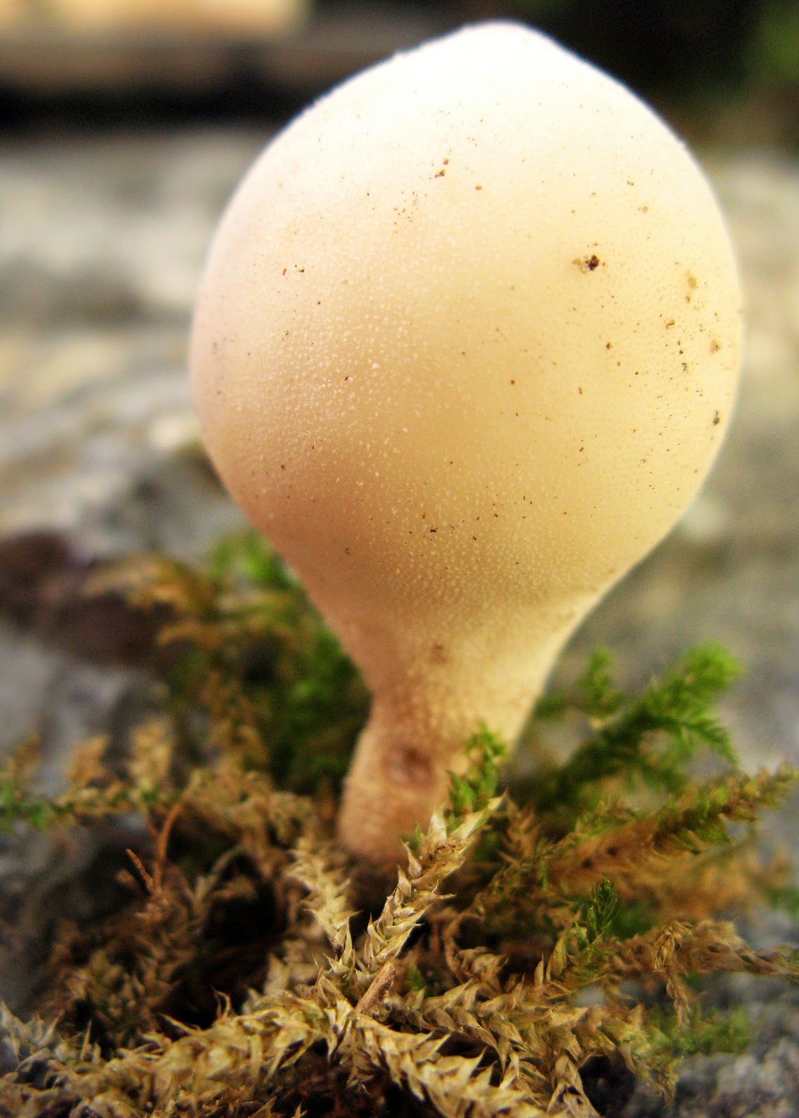 The Outdoor Lab Puffball recipe