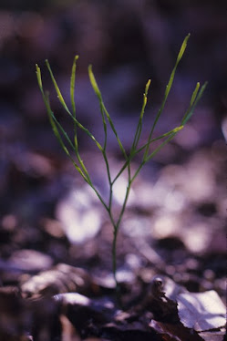 Whiskfern, Psilotum nudum