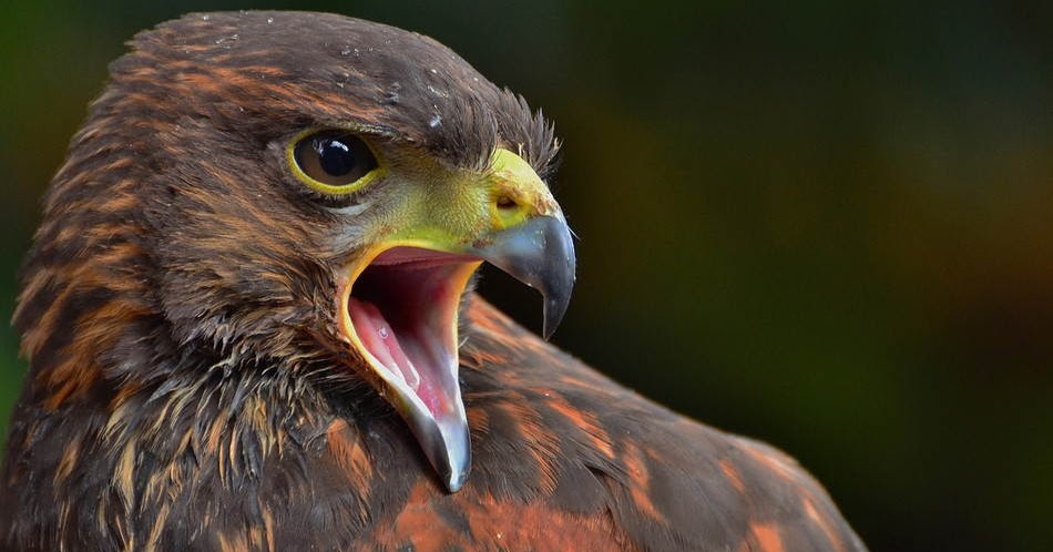 Wallpapers For You: 25 Most Beautiful Animals | birds | animals