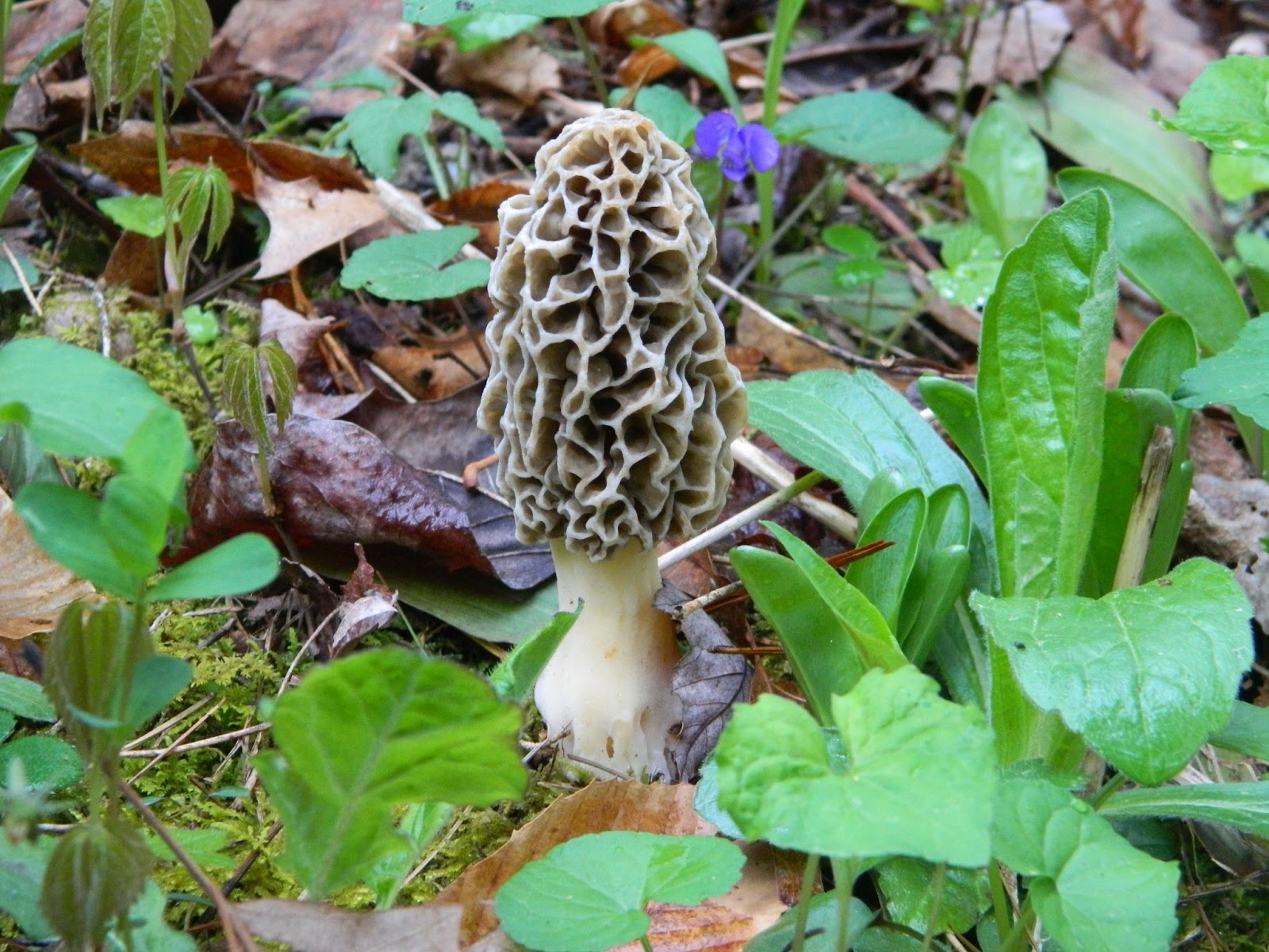 Lise's Log Cabin Life The Hunt For Morels
