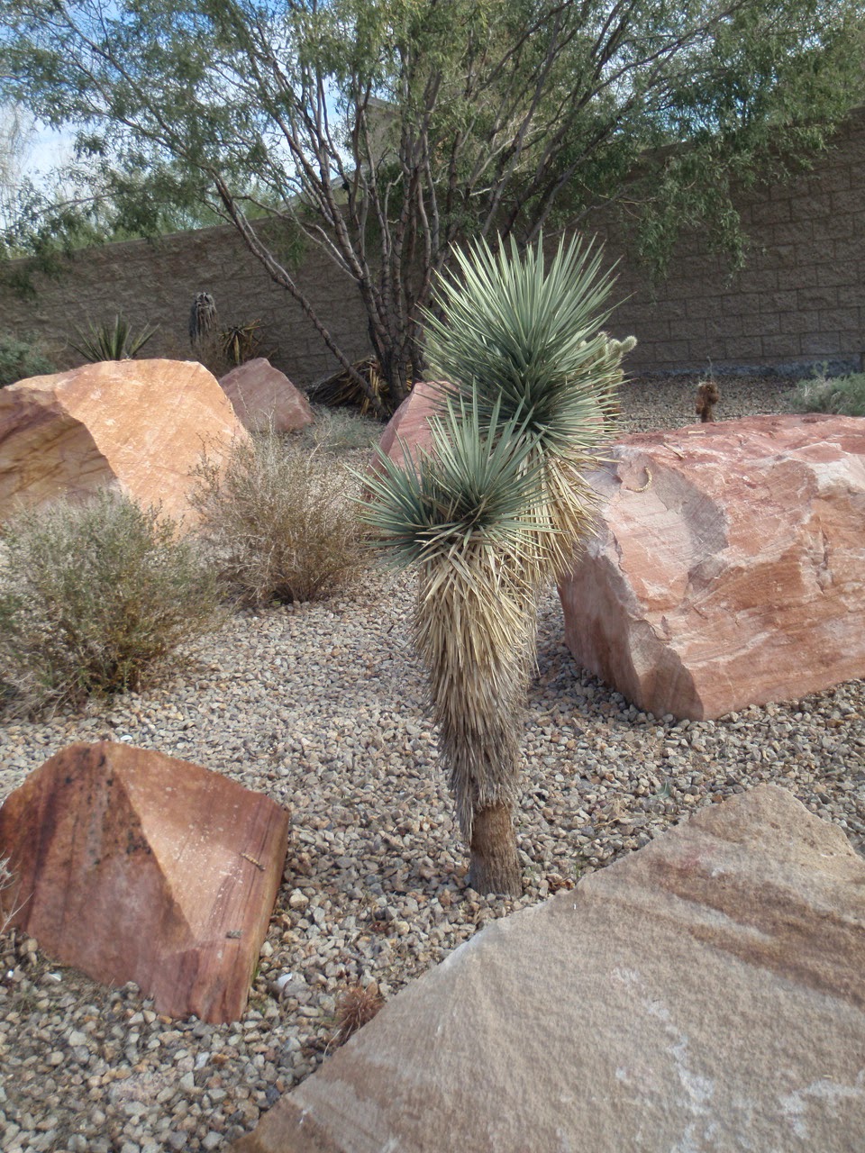 Xtremehorticulture of the Desert How to Move a Joshua Tree