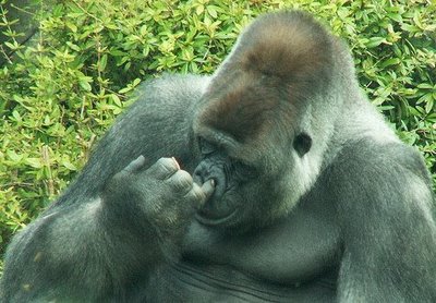 Funny Gorilla Images