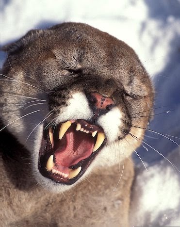 White Wolf : Why the Mountain Lion is long and lean