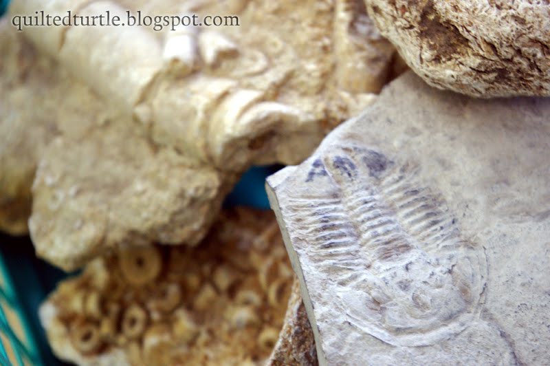 The Quilted Turtle Homemade Fossils