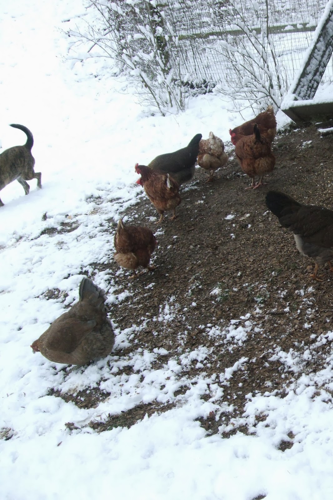 Pam's Backyard Chickens 5 Tips to Help Your Backyard Chickens Get