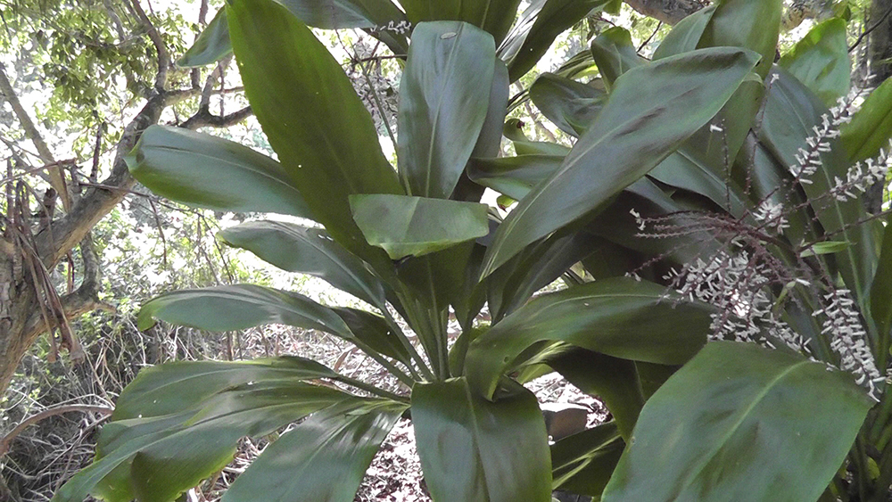 The 3 Foragers Foraging for Wild, Natural, Organic Food Wild Edibles