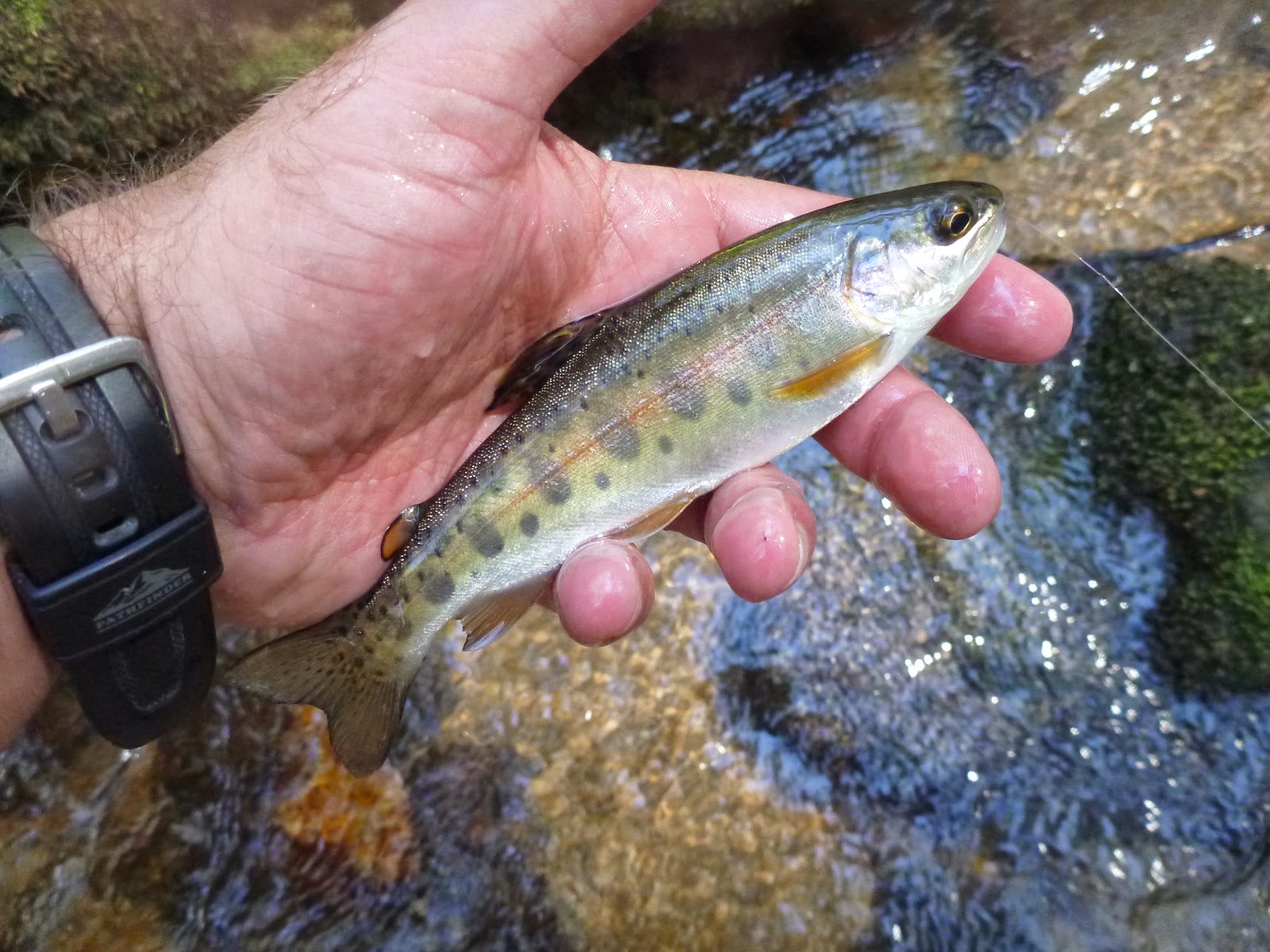 Troutrageous! Fly Fishing & Tenkara Blog Southern Rainbows