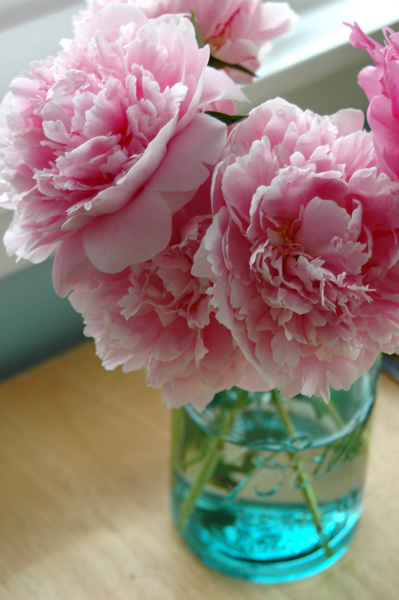 images of peony
