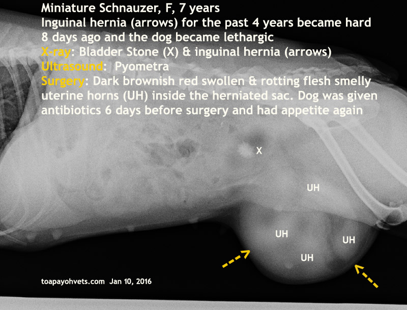 2010vets 2911. Strangulated uterine horns inside an inguinal hernia of