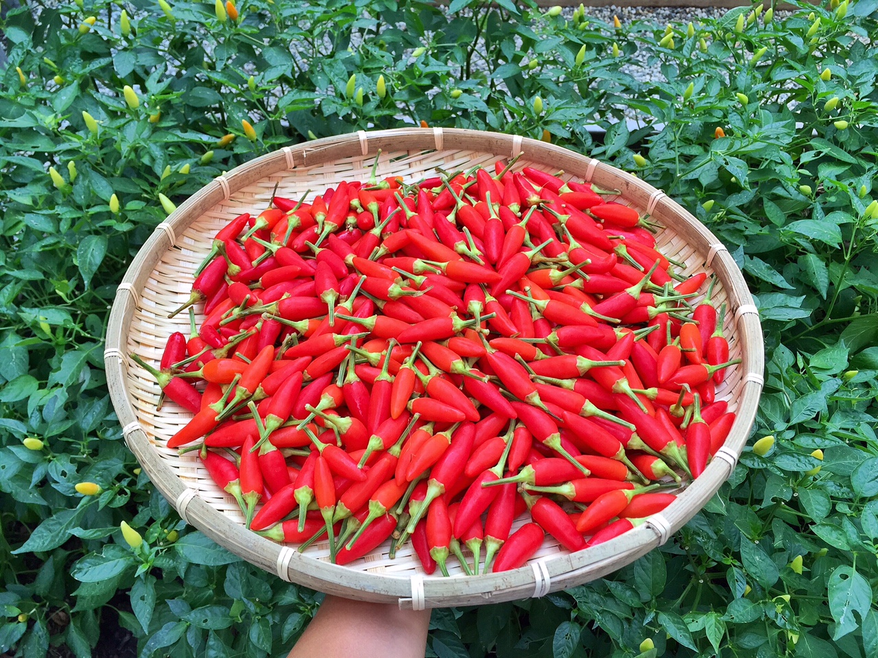 The Spices Of Life . . . Tương Ớt Tỏi (Vietnamese Chili Garlic Sauce)