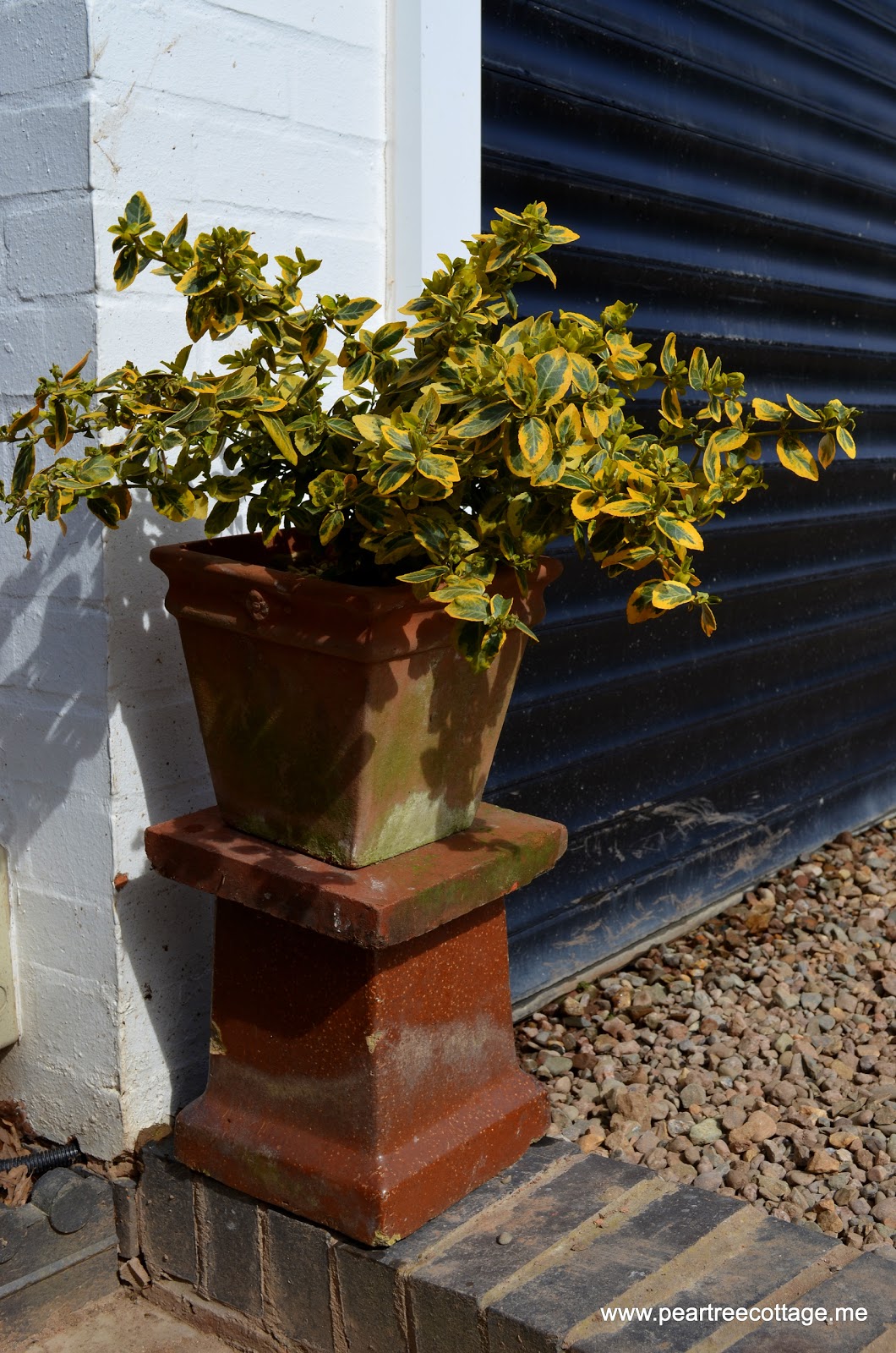 Future Plants By Randy Stewart Philadelphus Mock Orange