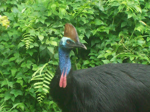 Bob the Cassowary