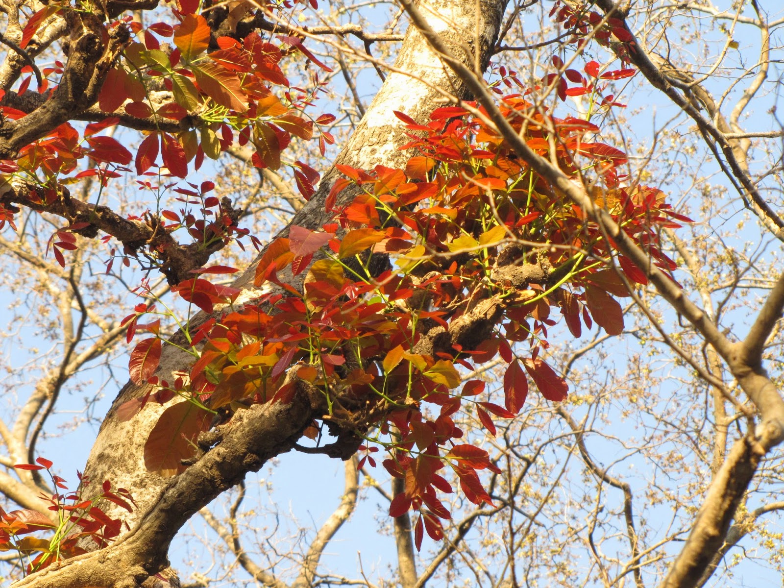 Hallucinations! A few trees of Uttarakhand