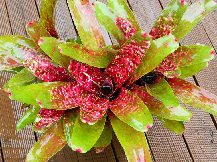 Neoregelia Sweet Chilli