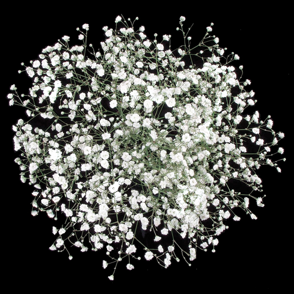 Beauty Of Flowers Baby's breath