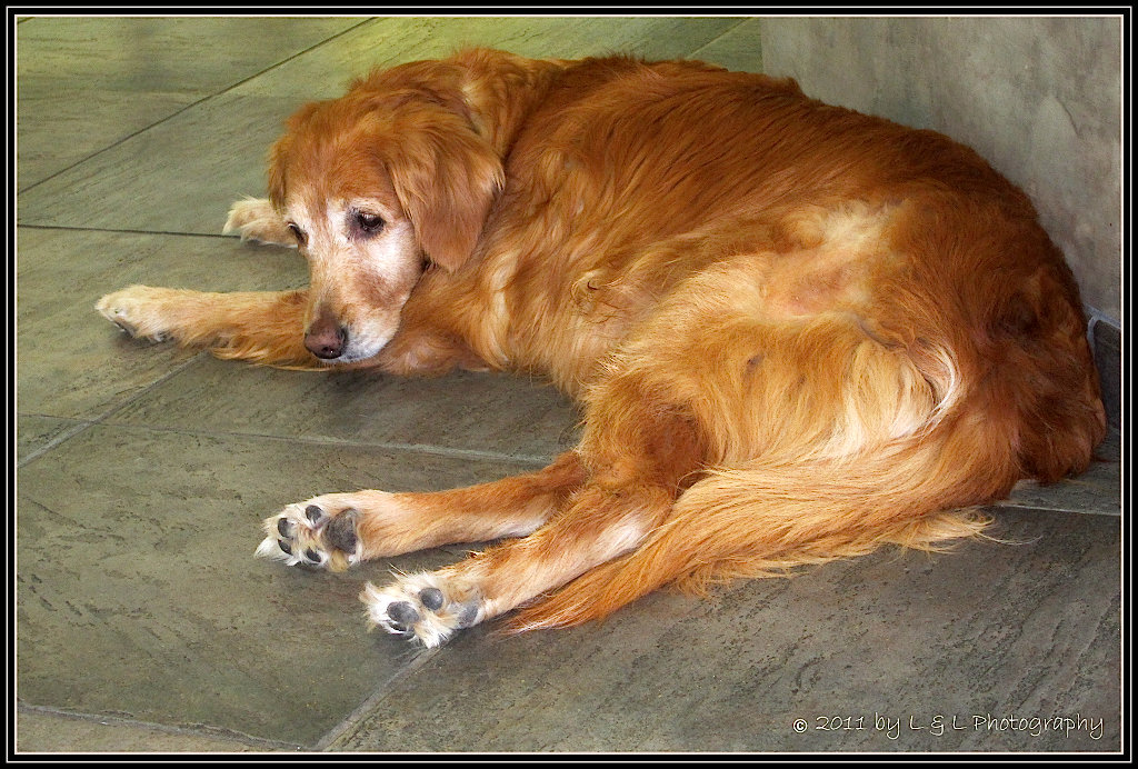 Ocala, Central Florida & Beyond Rescued Golden Retriever