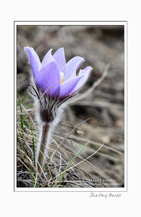 Prairie Crocus. Copyright Shelley Banks, all rights reserved.