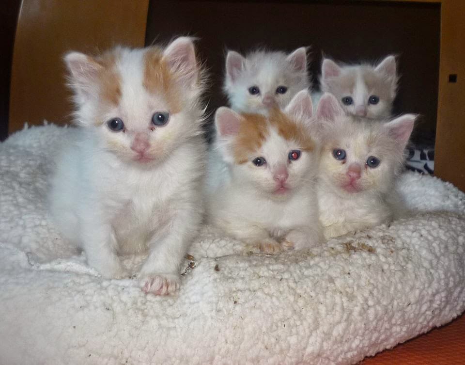 Kuwait Cats and Kittens For Sale Email Us at (fatialima01@gmail.com