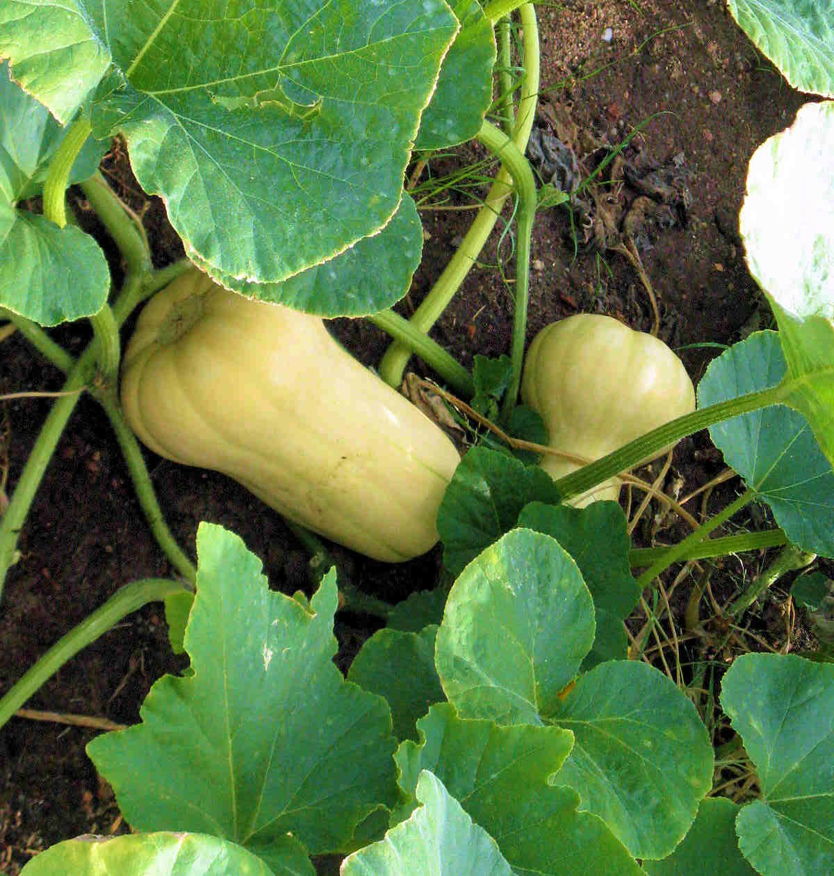 Front Range Food Gardener August 2011