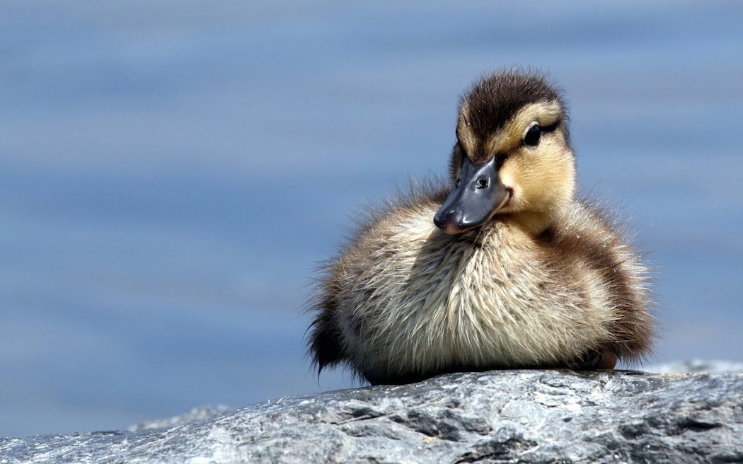 Duck Baby