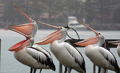 Funny+Pelican+01.jpg