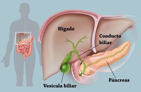 Por que medicina limpiar el organismo de los parásitos
