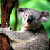 Kutipan Fakta Tentang Koala
