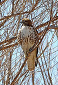 Red-tailed hawk - our most common hawk