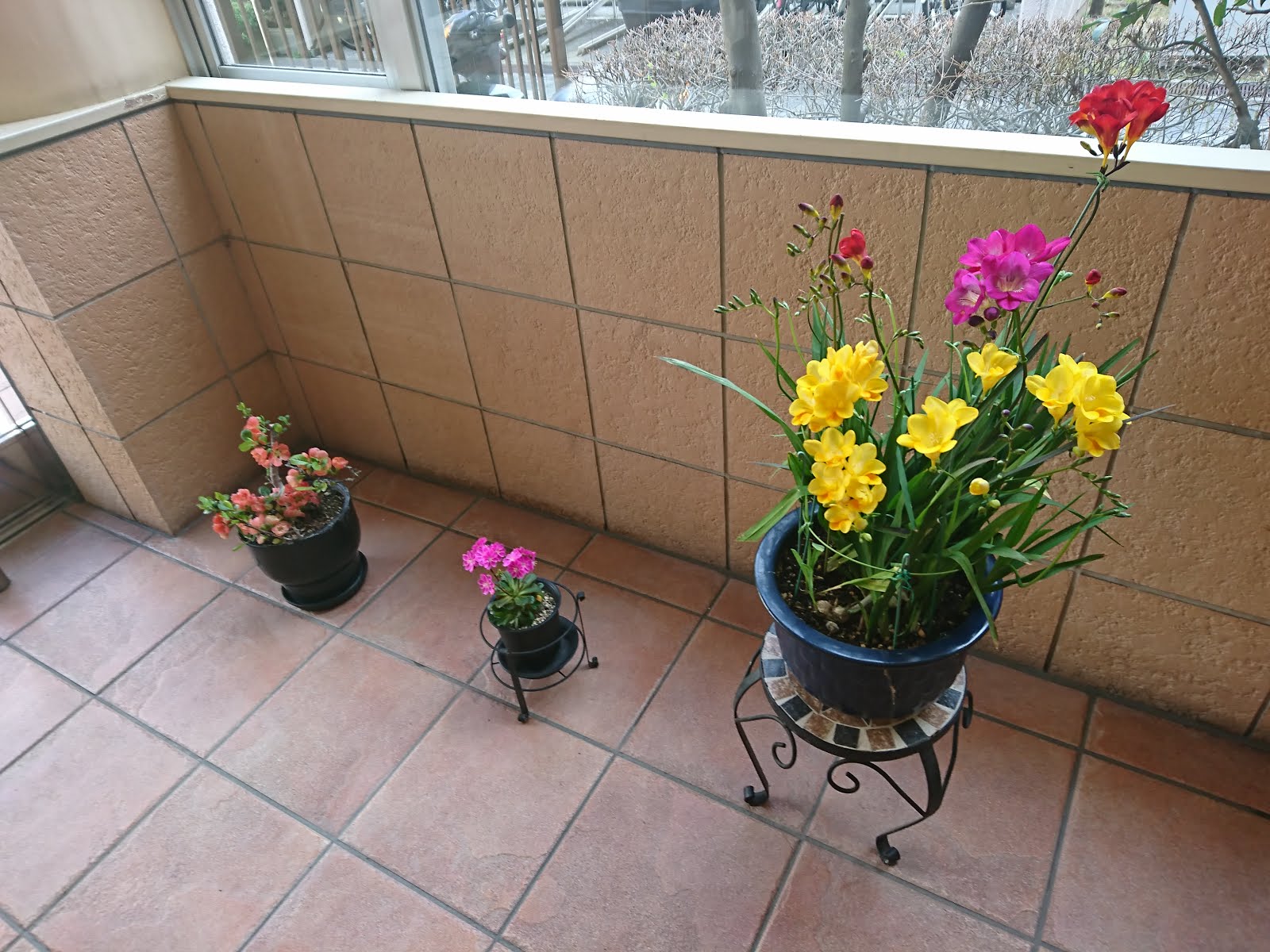 八木東一のブログ 3 26 朝9 50 マンションに着いた 玄関には春を彩る花が咲く鉢が３つ置いてあった