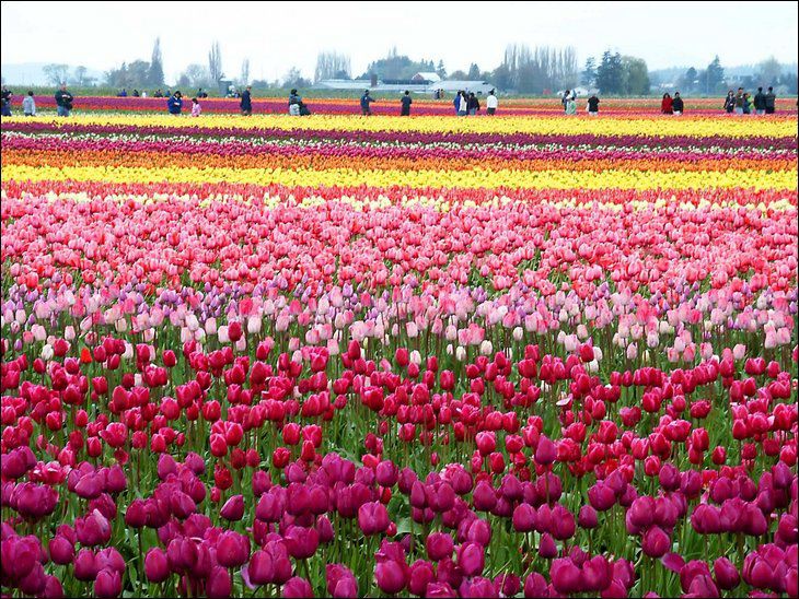 Tulip Garden Seen On www.coolpicturegallery.us Netherland in May Month Seen On www.coolpicturegallery.us