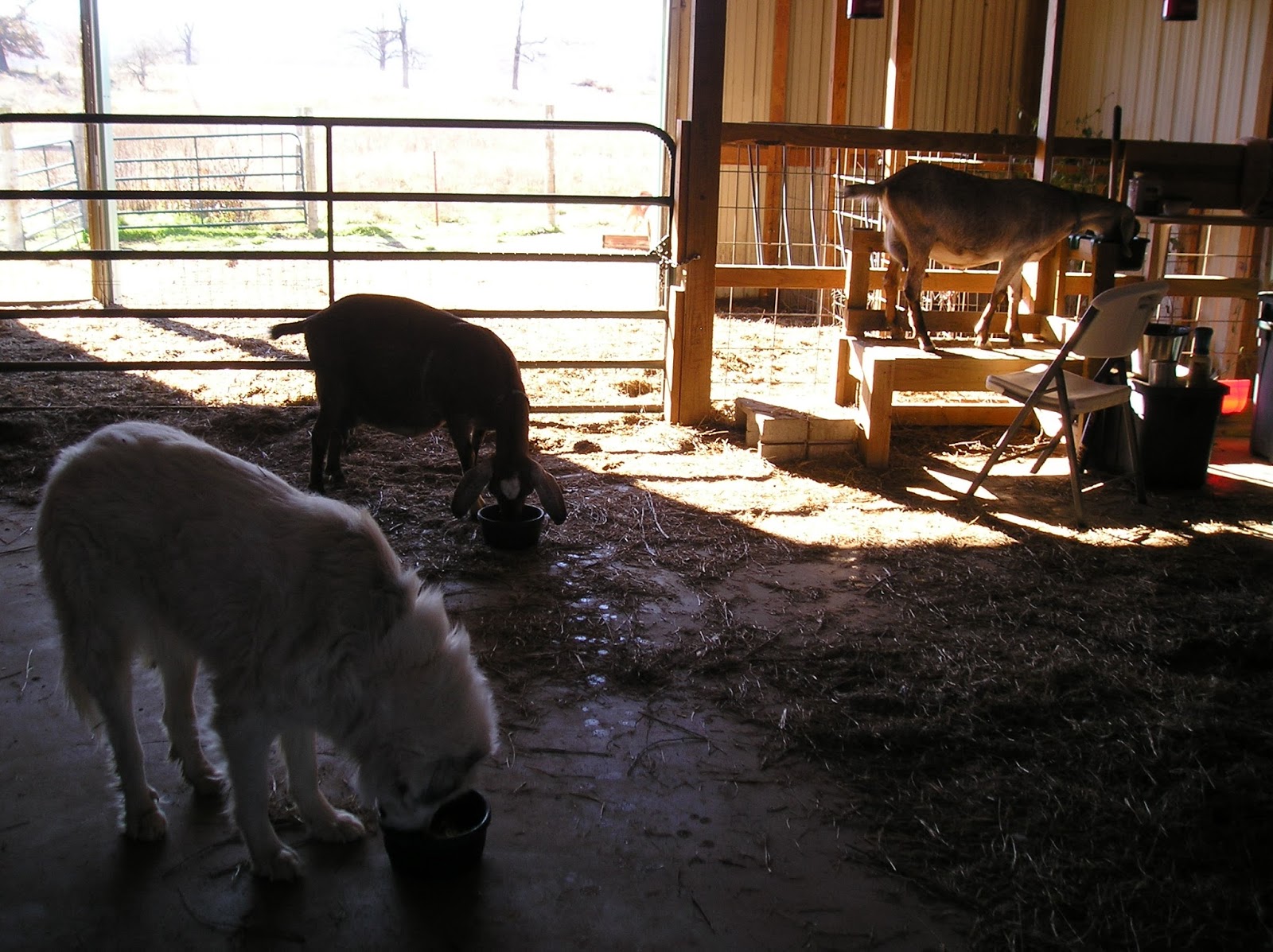 Thoughts from Frank and Fern Why Did My Baby Goats Die?