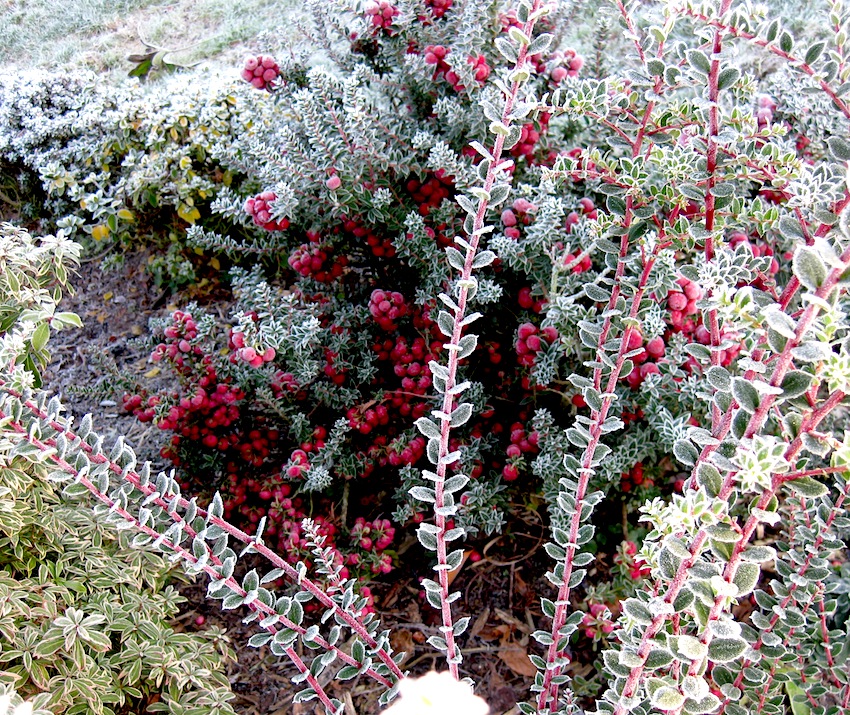 Heather Flowers Stock Photos Heather Flowers Stock Images Alamy