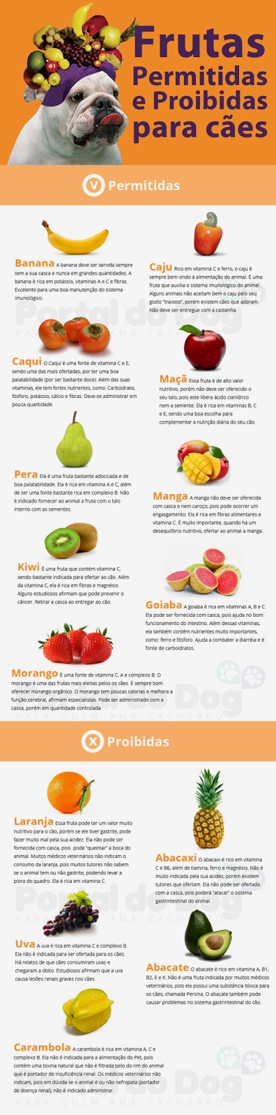 Alimentação natural para cães e gatos ~ Querido Gerbil