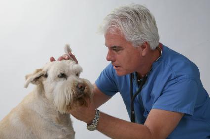 Dog ear infection treatment steroids