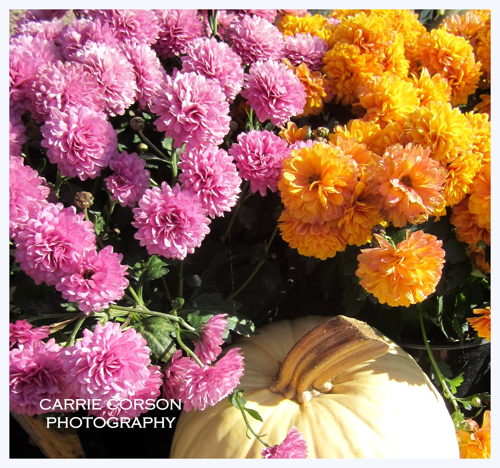 Fall Mums