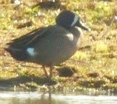 BLUE WINGED TEAL-BURTON RSPB-20TH APRIL 2013