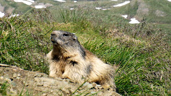 Marmotte tyrolienne
