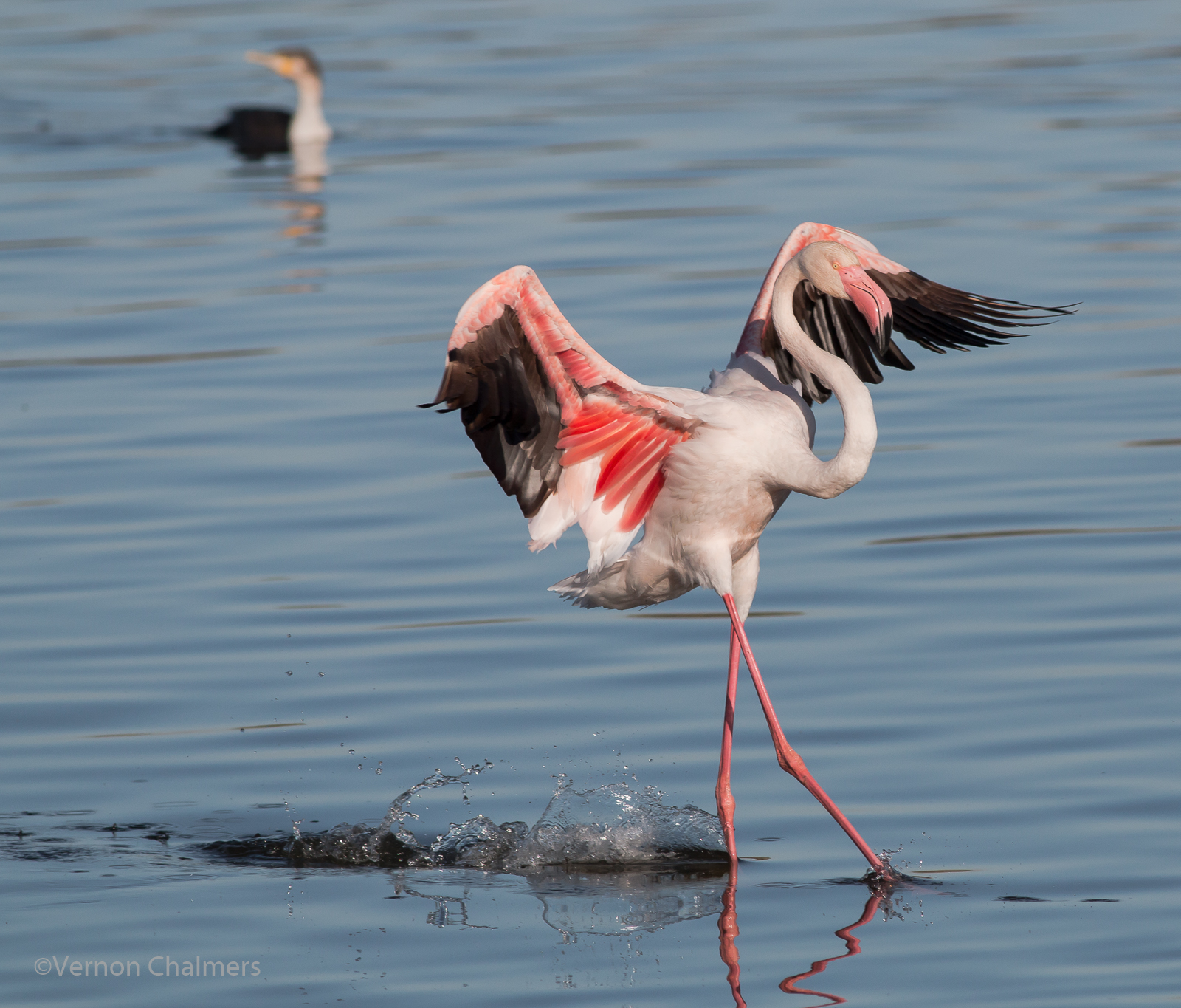 Vernon Chalmers Photography: Flamingo landing: Milnerton Lagoon