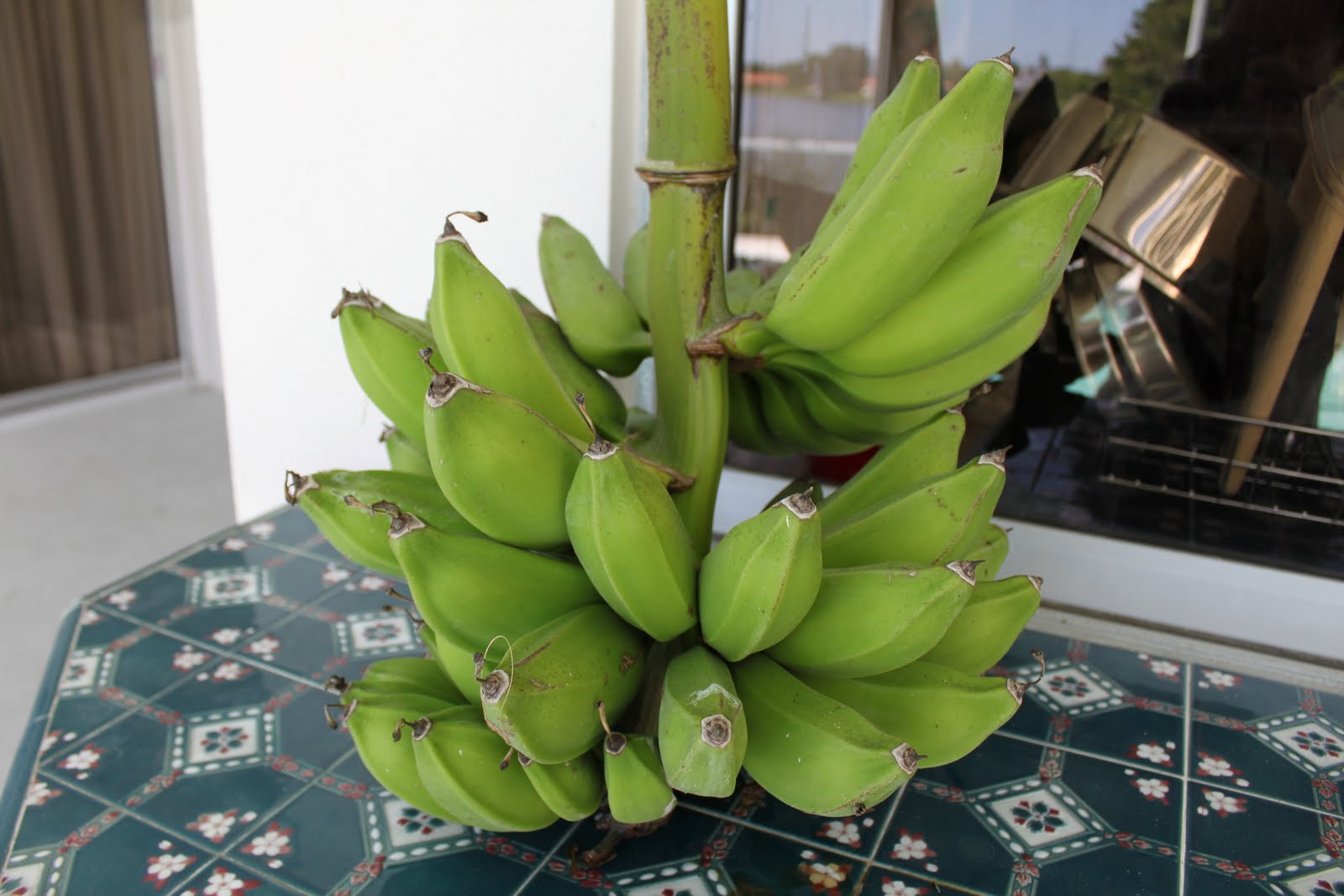 Cheneats Farm Banana Stalk