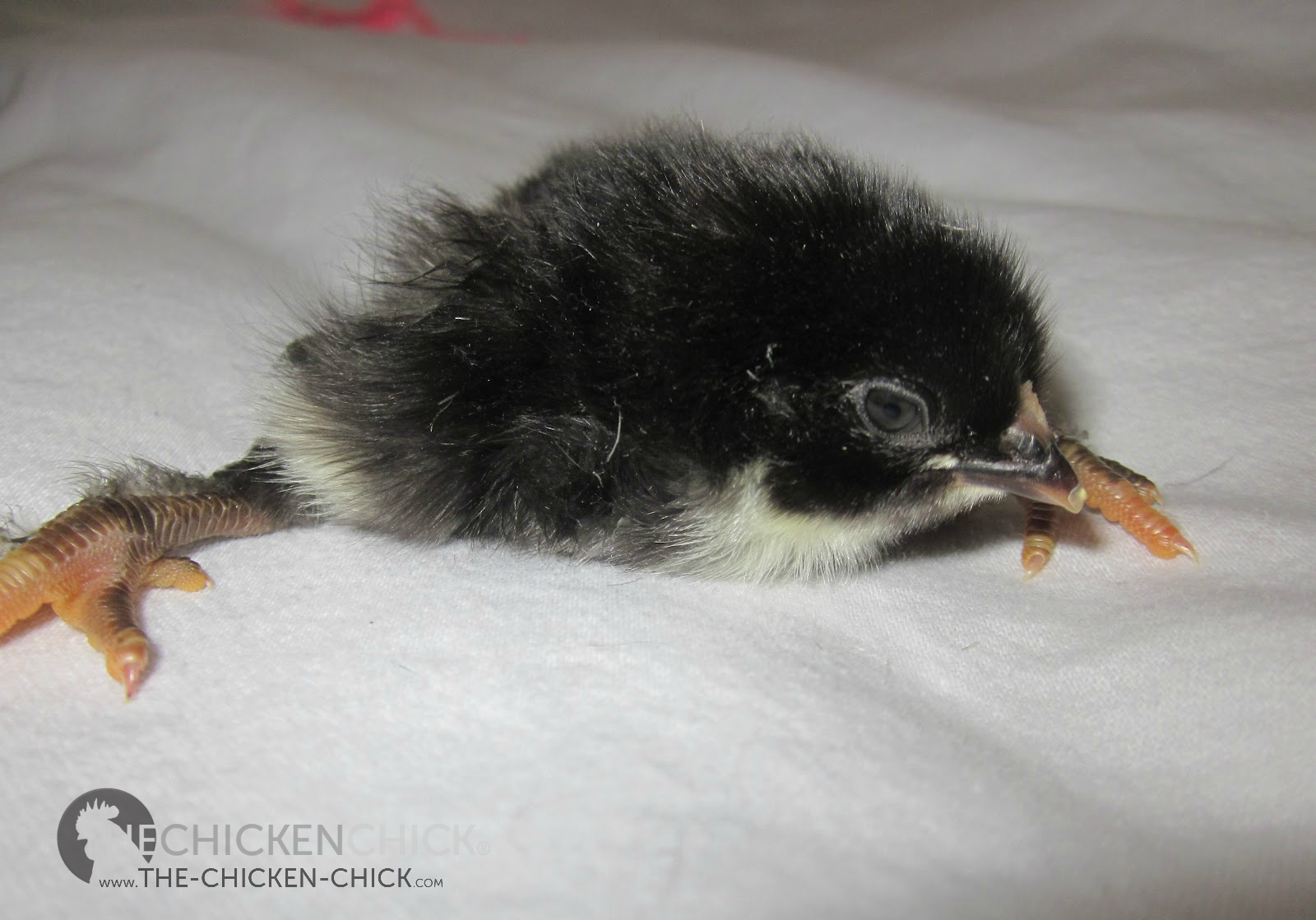 Spraddle leg & Crooked Toes in Chicks Causes and Treatments The
