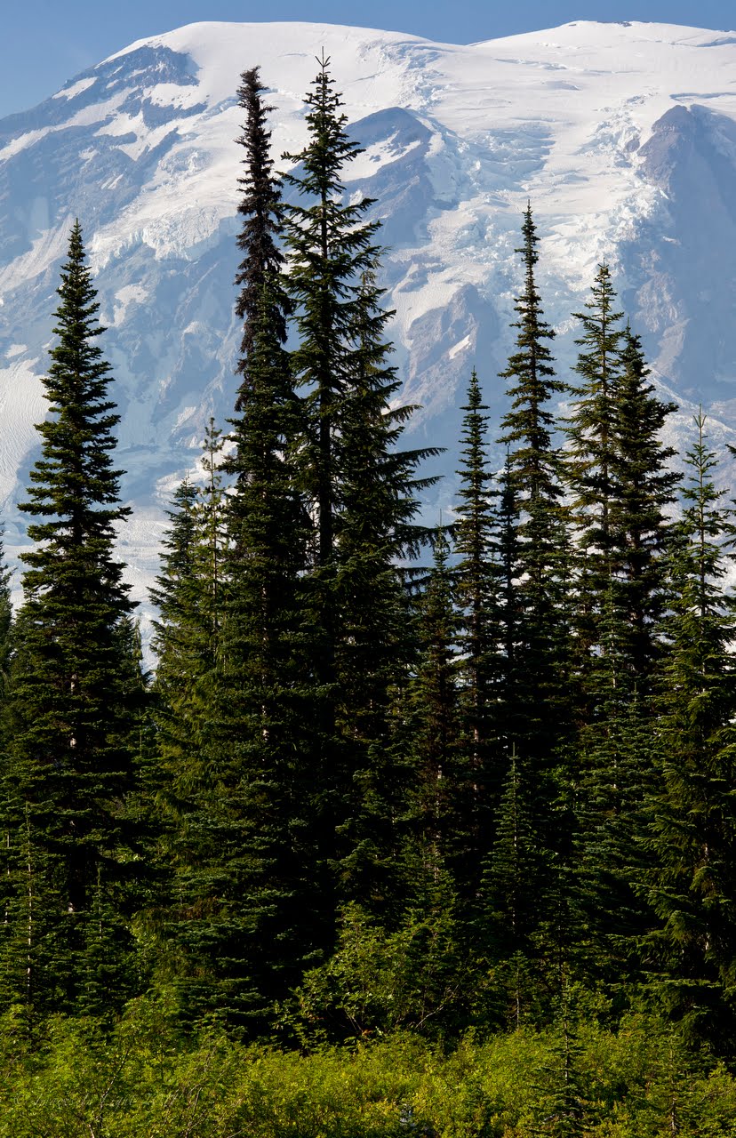 images in light alpine trees images in light alpine trees