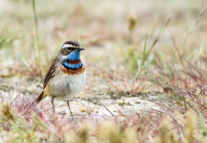 RED-SPOTTED BLUETHROAT