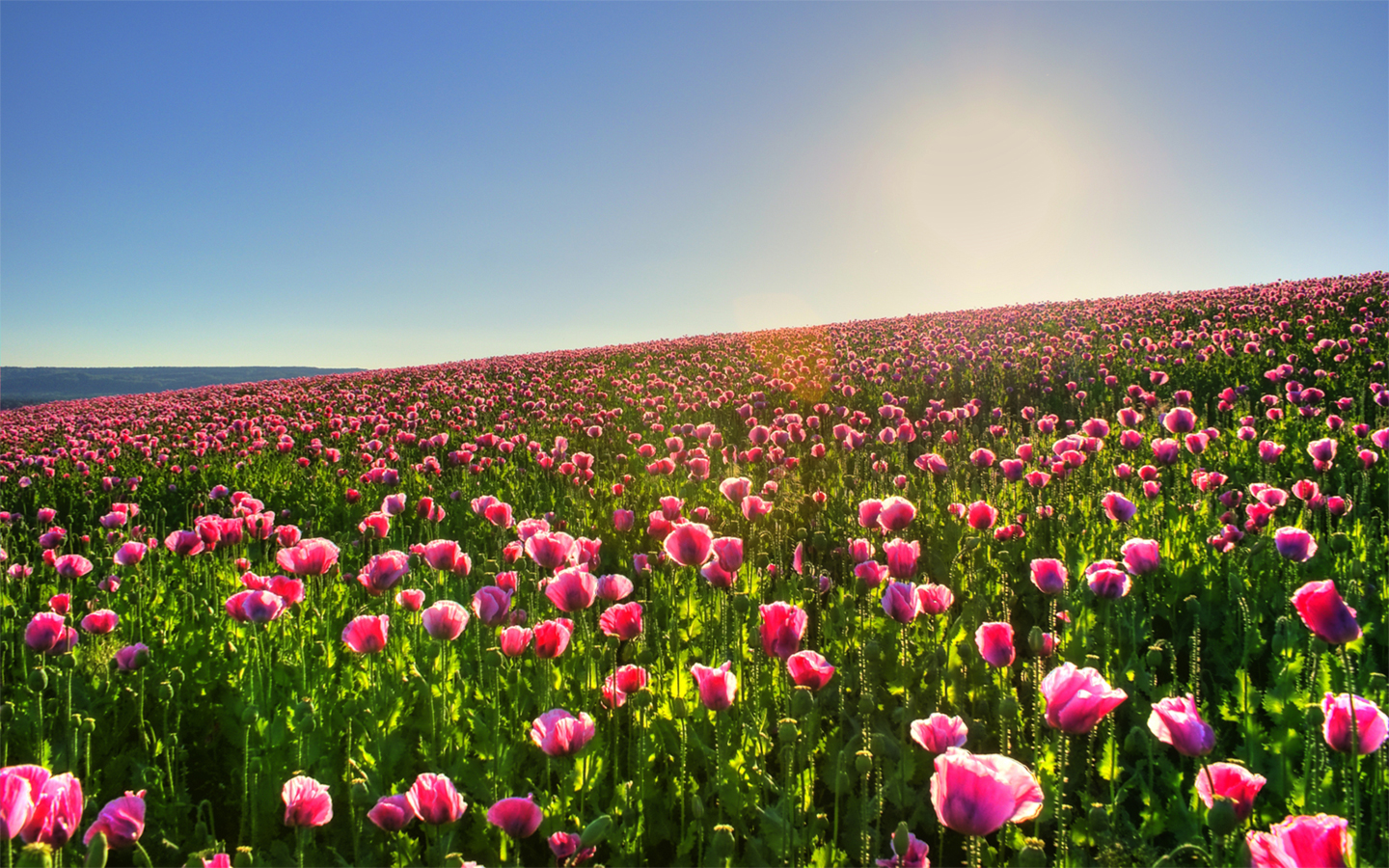 http://1.bp.blogspot.com/-jd11PhuhVVk/T7W387I6HwI/AAAAAAAADXQ/z0FXc1XsIi0/s1600/good_morning_hd_widescreen_wallpapers_1440x900.jpeg