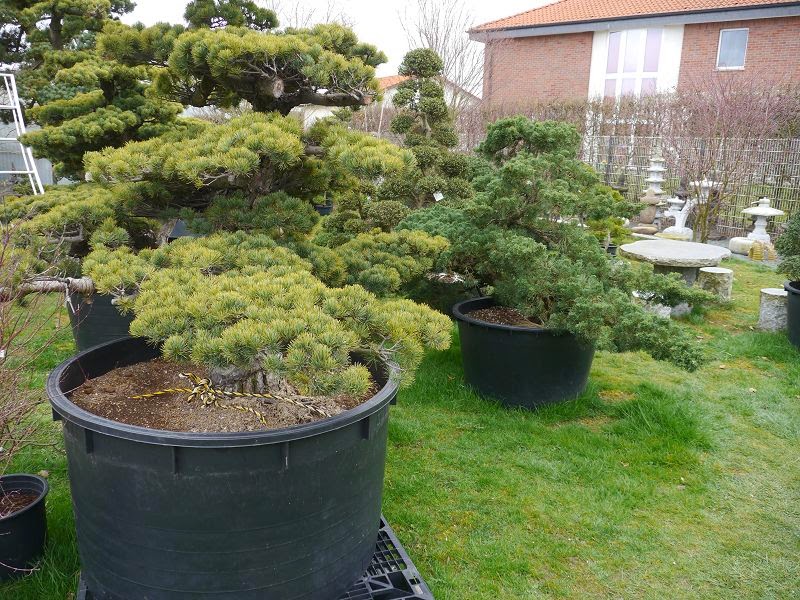 Bonsai das schönste Hobby der Welt BONSAI AUSSTELLUNG IN ASCHEBERG