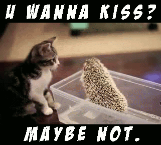 cat tries to kiss porcupine