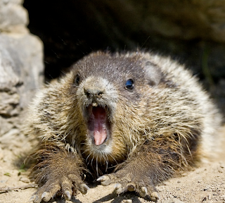 groundhog.png