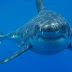 Amazing Great White Shark Facts - Great White Shark Photos, Information, Habitats, News