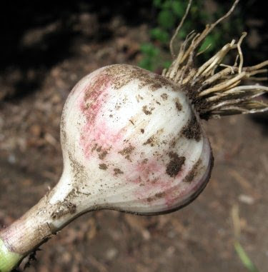 homegrown garlic